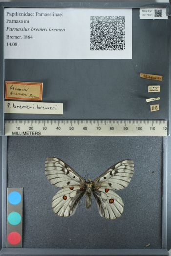 Media type: image;   Entomology 174301